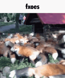foxes fxoes
