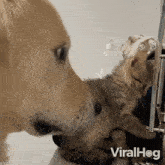 cleaning you cat dog viralhog licking