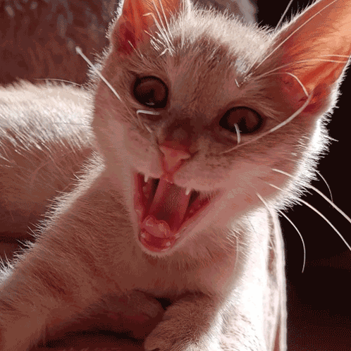 Cat Angry GIF - Cat Angry Little - Discover & Share GIFs