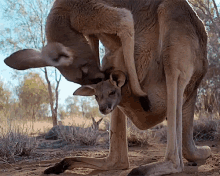 Kangaroo Joey GIF