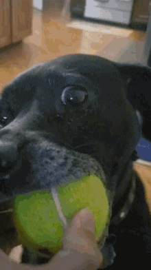 Axl Axl The Dog GIF - Axl Axl The Dog Axl Tennis Ball GIFs