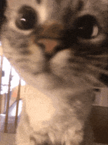 a close up of a cat 's face with its mouth open