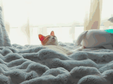 Cat Gatos GIF - Cat Gatos Nuvia GIFs