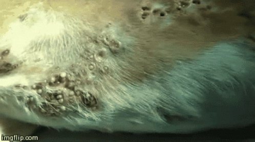 Disgusting Maggots GIF - Disgusting Maggots Puppy - Discover & Share GIFs Disgusting Maggots GIF - Disgusting Maggots Puppy - Discover & Share GIFs