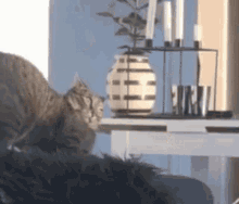 Scared Cat GIF - Scared Cat Shocked GIFs