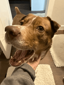 a brown dog with its mouth open is being held in someone 's hand