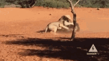 Lion Lion Attack GIF - Lion Lion Attack Animal Attack GIFs