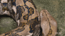 Hiding Face National Geographic GIF - Hiding Face National Geographic Feeding A Reticulated Python GIFs