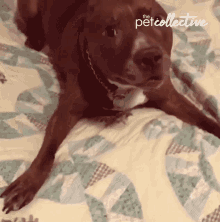 Excited The Pet Collective GIF - Excited The Pet Collective Bark GIFs