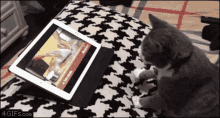 Cooking Show Black Cat GIF - Cooking Show Black Cat Cute GIFs