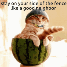Beware Cat On Duty GIF - Beware Cat On Duty Watermelon GIFs