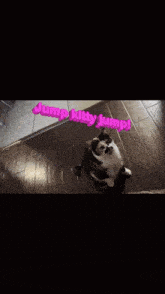 a video of a dog says jump kitty jumpy
