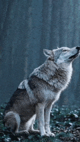 a wolf standing in the middle of a forest with the words international family raw