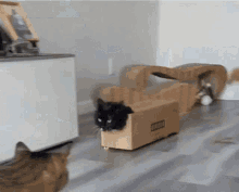 Fast Cat GIF - Fast Cat GIFs