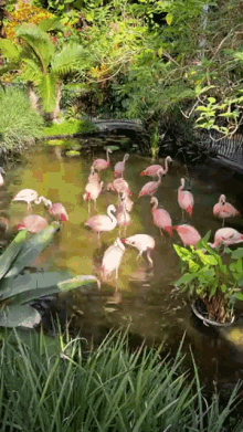 Sunken Gardens Flamingo GIF