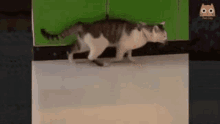 Go Go Cat GIF - Go Go Cat Walking GIFs