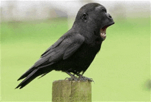 a black bird with a gorilla 's head is sitting on a wooden post .