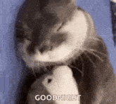 a cat is sleeping on a bed with a stuffed animal in its mouth and says goodnight .