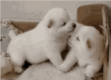 puppy play cuddle bite adorable