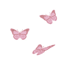 borboletas butterflies beautiful fly borboletas butterflies beautiful fly