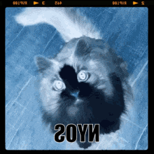 a picture of a cat with the words " goyi " on it