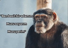 a picture of a chimpanzee with the words " ben basit bir adamim " written above it
