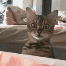 Scared Cat GIF - Scared Cat Staring GIFs