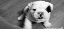 Ir Cute Puppy GIF - Cute Puppy Paw GIFs