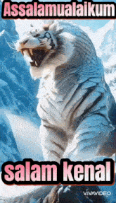 a poster of a white tiger with the words assalamualaikum salam kenal on it