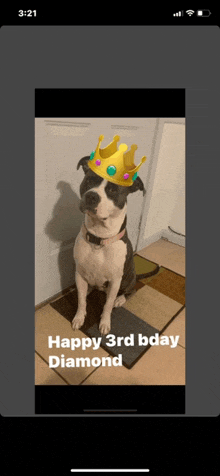 Dog Birthday Happy Birthday Diamond GIF - Dog Birthday Happy Birthday Diamond GIFs