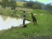 Kangaroo Kick GIF - Kangaroo Kick Fall GIFs