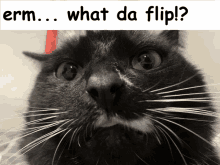 Silly Cat Cat GIF - Silly Cat Cat Erm GIFs