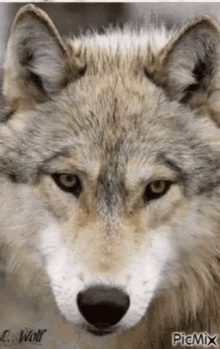 Wolf Girl Wolves GIF