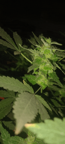 a close up of a plant with green leaves
