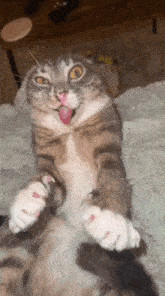 a cat sticking its tongue out while laying on its back