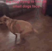 Big Dog Small Dog GIF - Big Dog Small Dog Fart GIFs