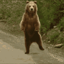 Bear Dance GIF - Bear Dance Silly GIFs