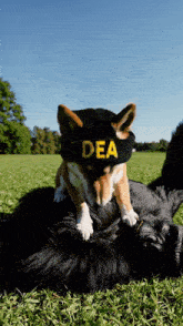 a dog wearing a hat that says dea is laying on top of a gorilla