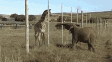 Funny Animals Elephant GIF - Funny Animals Elephant Giraffe GIFs