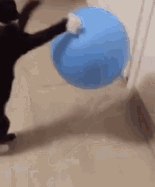 kermit cat cat dribble cat ball jumping