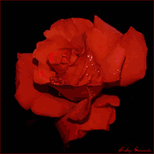 Roses Love GIF - Roses Love Flower GIFs