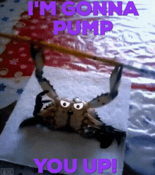 Im Gonna Pump You Up Crabs GIF - Im Gonna Pump You Up Crabs Push Up GIFs
