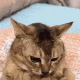Cat Locked In GIF - Cat Locked In GIFs