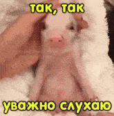 a picture of a pig with the words tak tak written above it