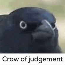 Crow Judgement GIF