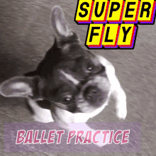 Bulldog Frances GIF - Bulldog Frances Frenchie GIFs