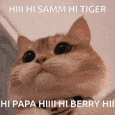 Hi Tiger GIF - Hi Tiger GIFs