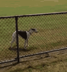 Funny Animals Dogs GIF - Funny Animals Dogs Hopping GIFs
