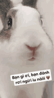 bunny nose twitch
