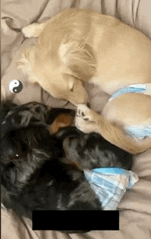 two dogs are laying next to each other on a bed and one of them is wearing a diaper .
